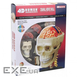 Пазл 4D Master Об'ємна анатомічна модель Черепно-мозкова коробка людей (FM-626005)